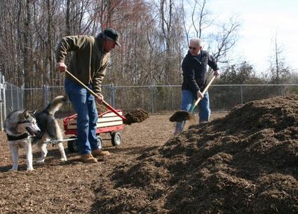 Brandywine Hundred resident Paul Cropper (left) and New Castle County Councilman Bob Weiner (R-Chatham), load mulch into a wagon powered by Cropper's Malamute, Sedna.
